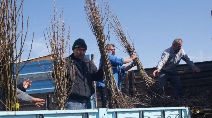 Kırıkkale'de &Ccedil;ift&ccedil;ilere Meyve Fidanı Dağıtıldı