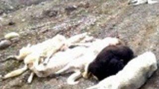 Bilinçsiz Köpek Öldürmelerine Hayvan Severlerden Tepki