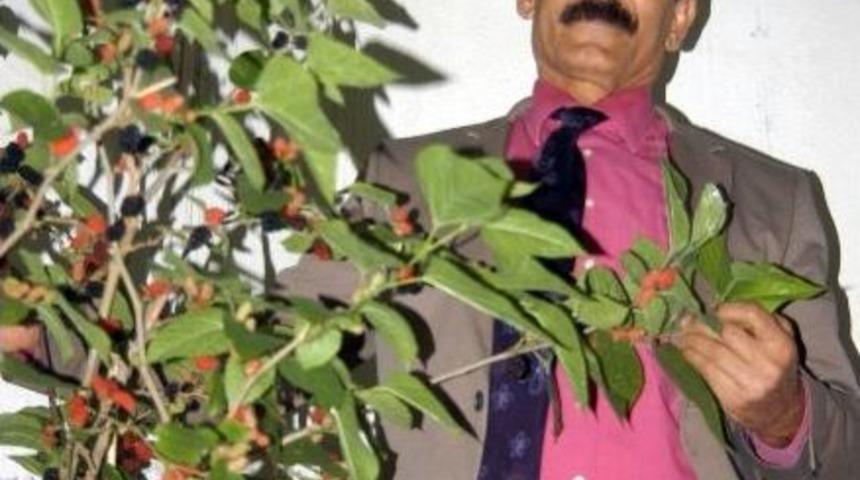 Antalya&rsquo;da Meyve Veren Karadut Şaşırttı