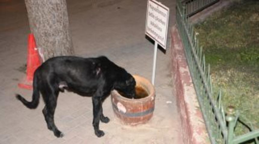 İneg&ouml;l'de Sokak Hayvanları Artık A&ccedil; Kalmayacak