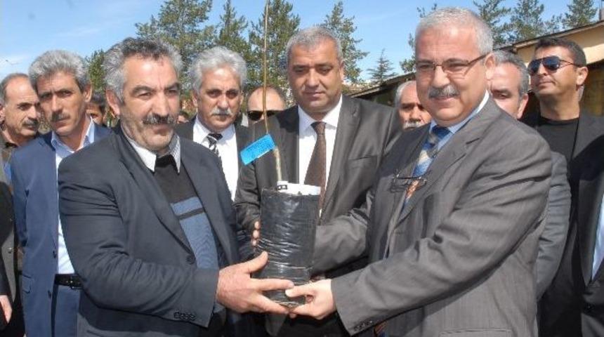 Bing&ouml;l&rsquo;de Ceviz Fidanı Dağıtımı