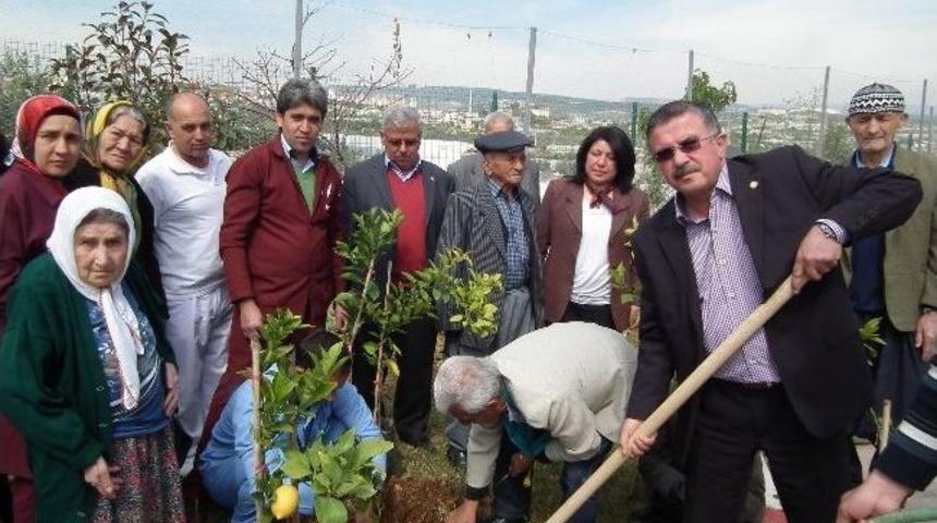 Ziraat Odasından Huzurevi Bah&ccedil;esine 40 Fidan