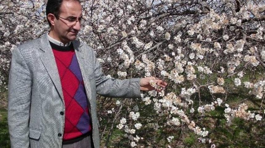 Malatya&rsquo;da Kayısı &Ccedil;i&ccedil;eklerini Don Vurdu