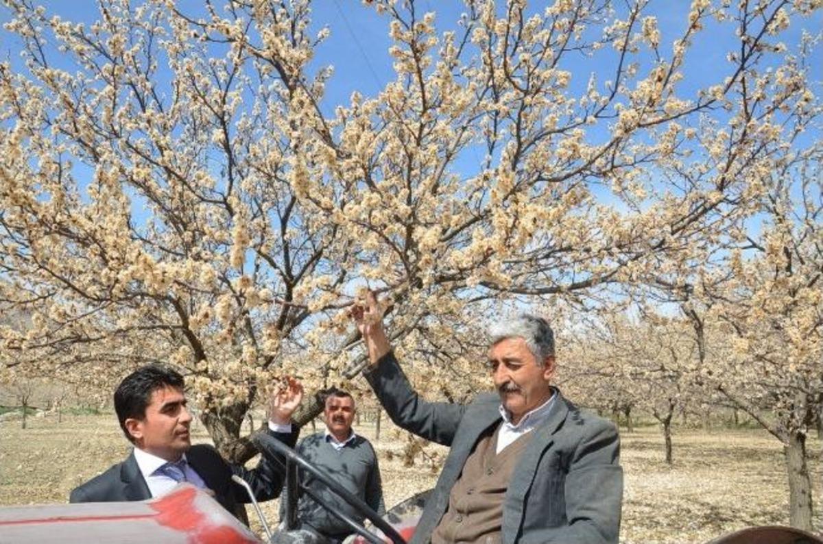 Darende İl&ccedil;esinde Kayısı Ağa&ccedil;larını Don Vurdu