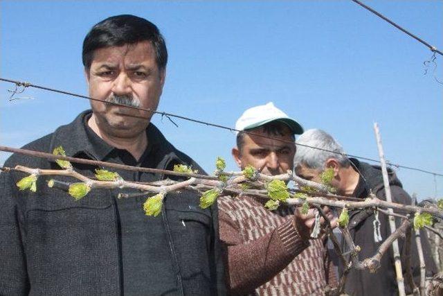 Saruhanlı'da Bağları Doludan Sonra Şimdi De Don Vurdu