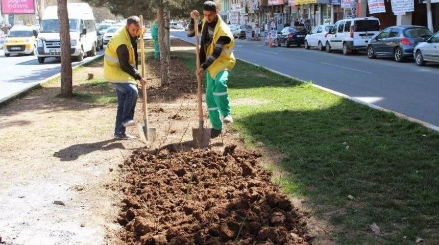 Diyarbakır B&uuml;y&uuml;kşehir Belediyesi Mevsimlik &Ccedil;i&ccedil;ek Ekimine Başladı