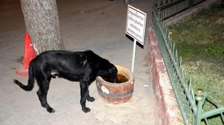 İneg&ouml;l Belediyesi'nden Hayvanlara Suluk Ve Beslenme Odağı