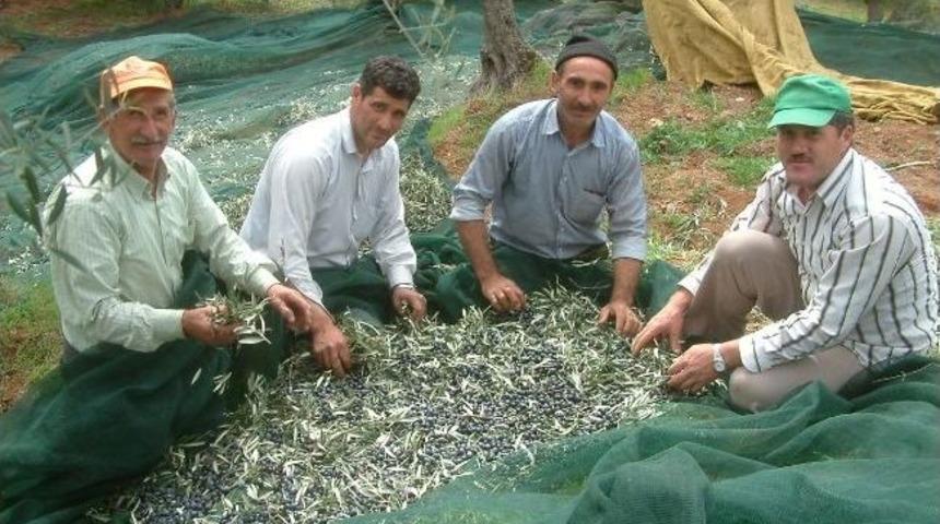 Burhaniye&rsquo;de Zeytin Hasadının Sonuna Gelindi