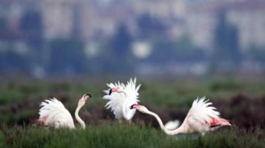 Karşıyaka Taraftarı: Flamingolar Bize Emanet
