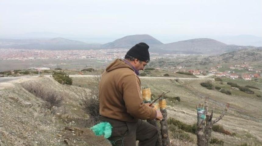Yol Kenarındaki Ağa&ccedil;ları Aşılıyor