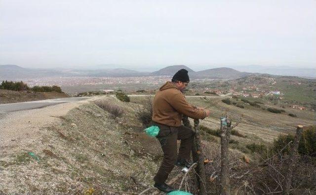 Yol Kenarındaki Ağaçları Aşılıyor 2