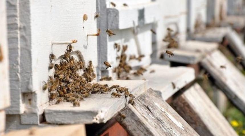 Erdemli'de Ana Arı Yetiştiriciliği Eğitimi