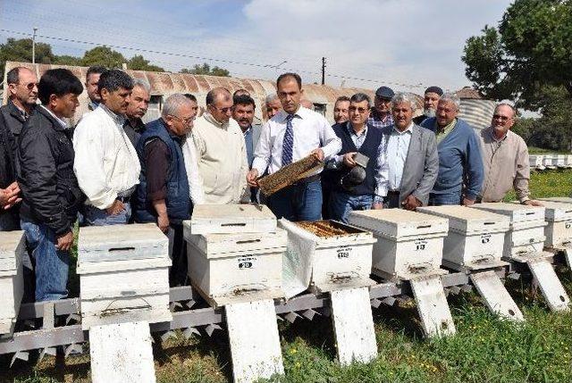 Erdemli'de Ana Arı Yetiştiriciliği Eğitimi