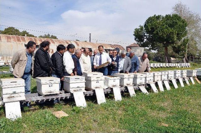 Erdemli'de Ana Arı Yetiştiriciliği Eğitimi