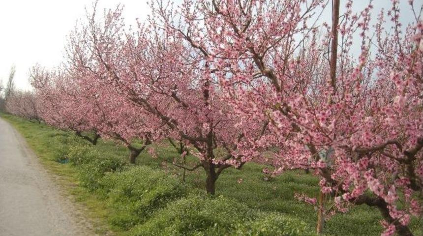Şeftali &Uuml;retiminde Korkulan Olmadı