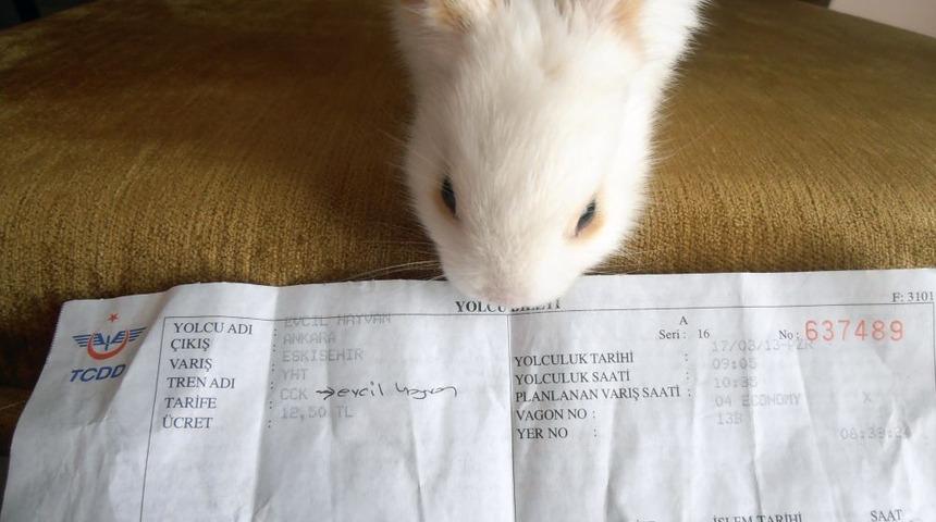Yavru Tavşan I&ccedil;in De Bilet Kesildi