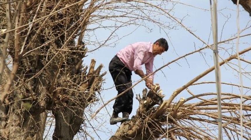 Cami Avlusundaki Ağa&ccedil;ların Kesilmesine Tepki