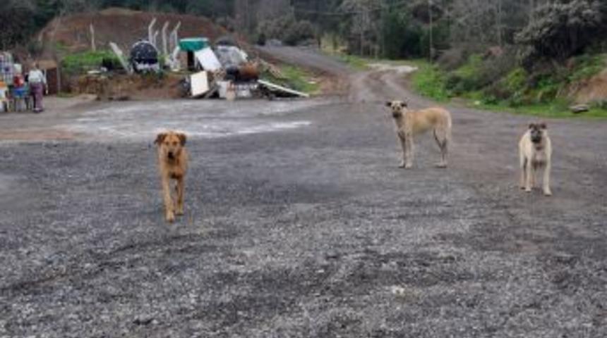 Kuduz Vakası G&ouml;r&uuml;len K&ouml;y Karantinaya Alındı