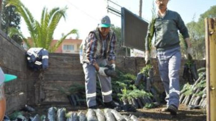 Milas'ta 10 Bin Fidan Dağıtılacak