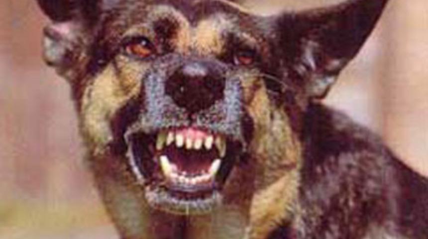 Sarıyer'de kuduz alarmı