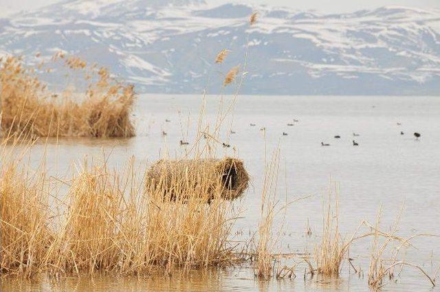 Yaban Kuşlarına Yuva 1