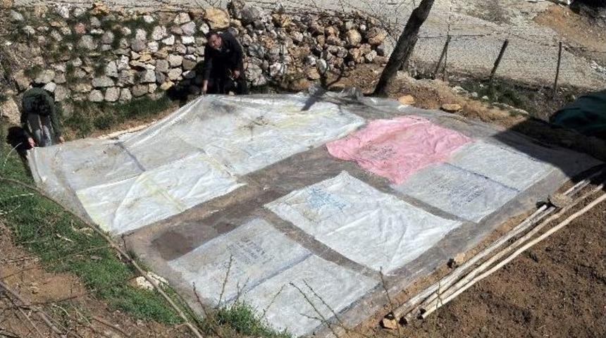 &Ccedil;elikhan T&uuml;t&uuml;n &Uuml;reticileri Fide Dikimine Başladı