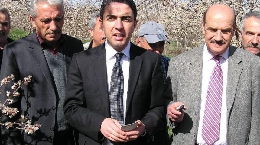 Chp'liler, Dondan Zarar G&ouml;ren Kayısı Bah&ccedil;esinde İnceleme Yaptılar