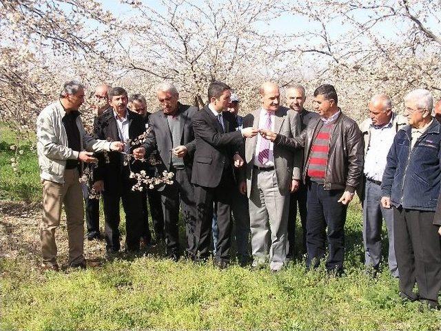 Chp liler, Dondan Zarar G&ouml;ren Kayısı Bah&ccedil;esinde İnceleme Yaptılar 1