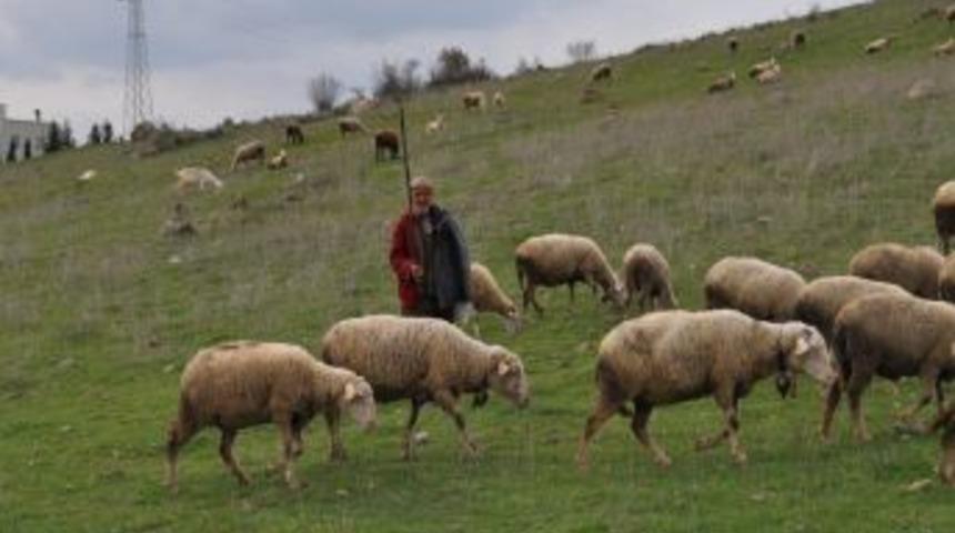 Balıkesirli &Ccedil;obanlardan &Uuml;niversiteli &Ccedil;oban Projesine Destek