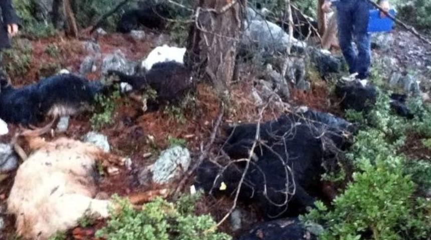 Yıldırım 48 K&uuml;&ccedil;&uuml;kbaş Hayvanı Telef Etti