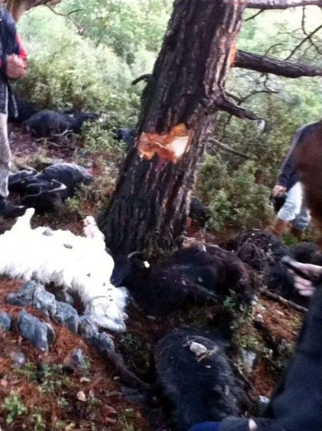 Yıldırım 48 K&uuml;&ccedil;&uuml;kbaş Hayvanı Telef Etti 1