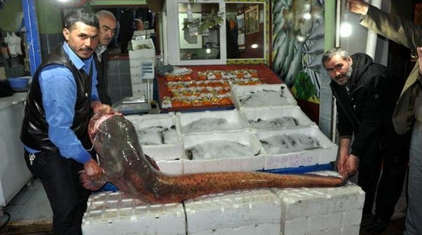 Dev Yayın Balığı G&ouml;renleri Şaşırttı