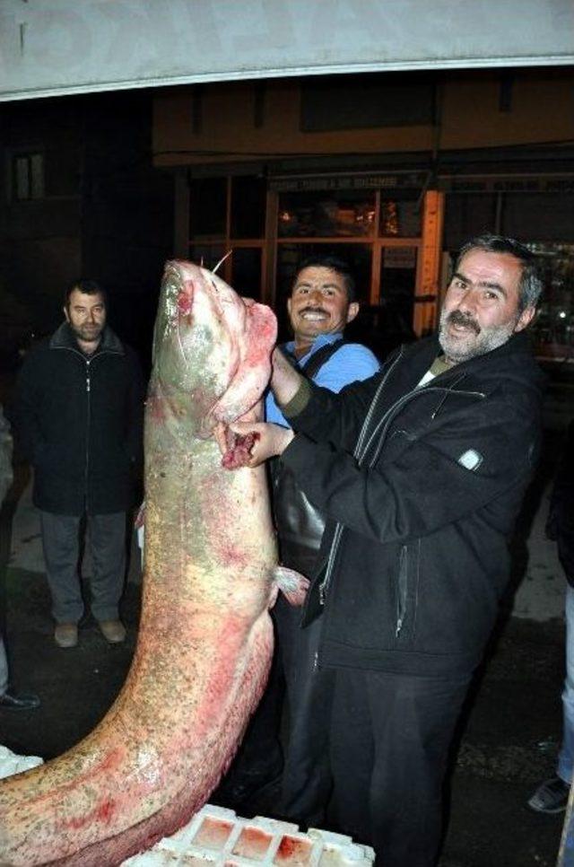 Dev Yayın Balığı Görenleri Şaşırttı 1