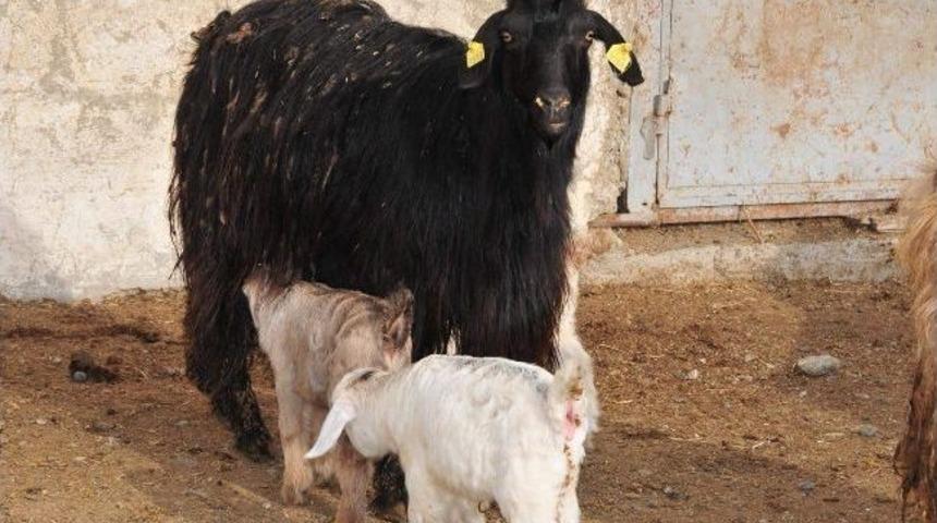 Saanen Keçileri İlk Yavrularını Vermeye Başladı
