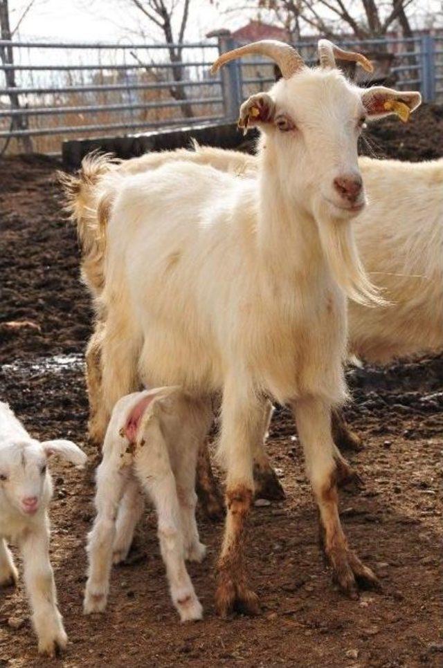 Saanen Keçileri İlk Yavrularını Vermeye Başladı