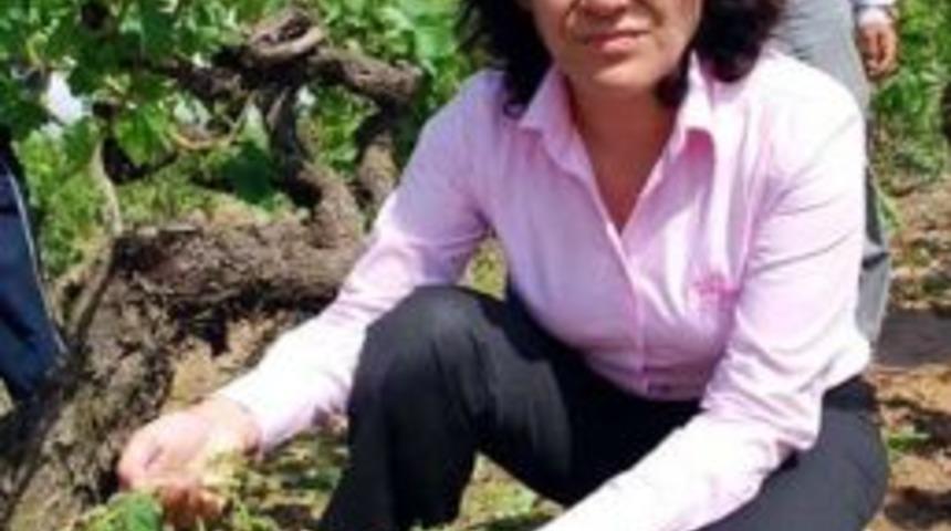 Milletvekili &Ouml;z&rsquo;den Zirai Don Zararı A&ccedil;ıklaması