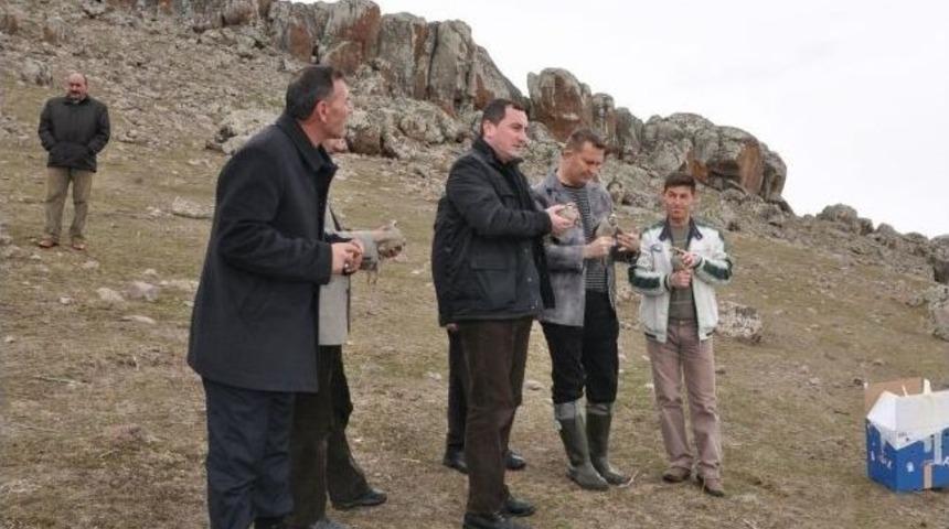 Tedavisi Tamamlanan Keklikler Doğaya Salındı