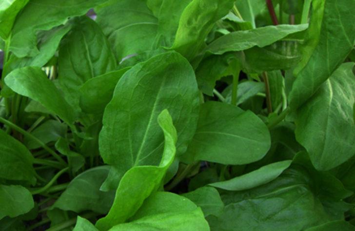 Unutulmaya y&uuml;z tutmuş bir bitki: Kuzukulağının faydaları 