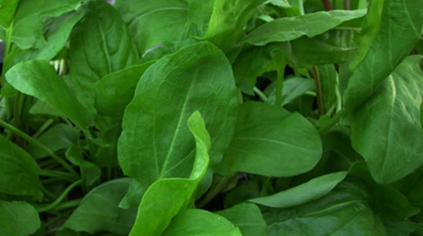 Unutulmaya y&uuml;z tutmuş bir bitki: Kuzukulağının faydaları 