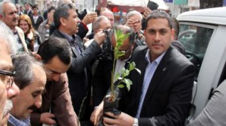 Ak Parti Fidan Dağıttı