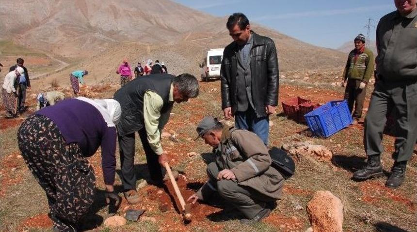 Şardağı Projesine 1 Milyon Fidan Daha