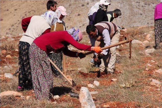 Şardağı Projesine 1 Milyon Fidan Daha 1