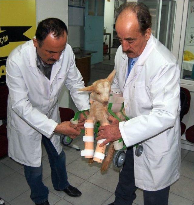 Y&uuml;r&uuml;yemeyen Yavru Oğlağa Protez Takıldı 1