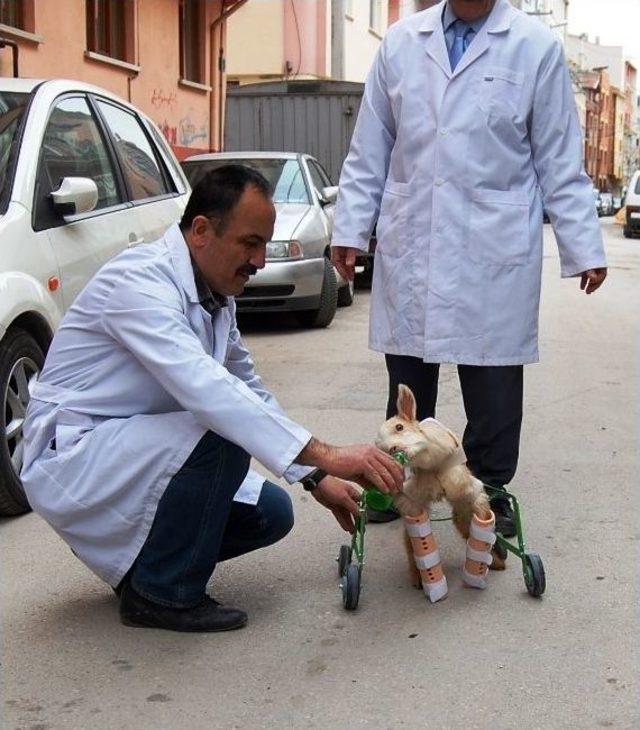 Y&uuml;r&uuml;yemeyen Yavru Oğlağa Protez Takıldı 2
