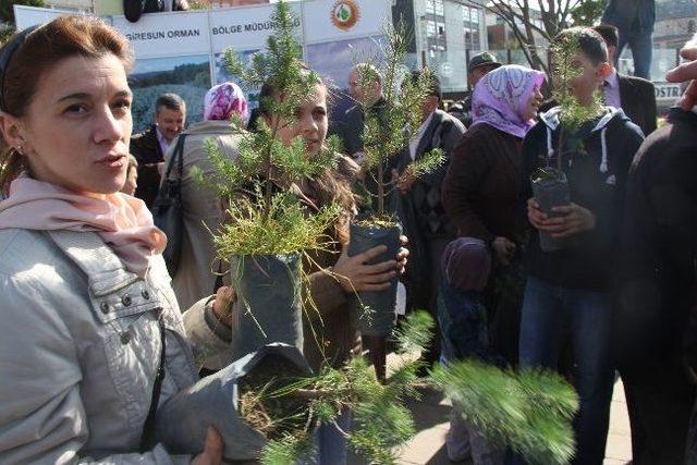 Giresun da Bin Adet Fidan 10 Dakikada Dağıtıldı 2