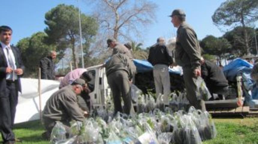 &Uuml;nye'de 10 Bin Fidan Dağıtıldı