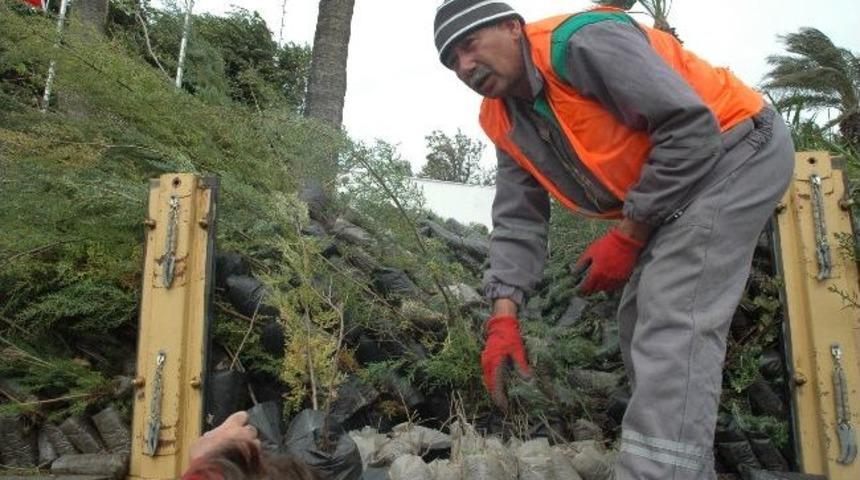 Bodrum'da Fidan Kuyruğu