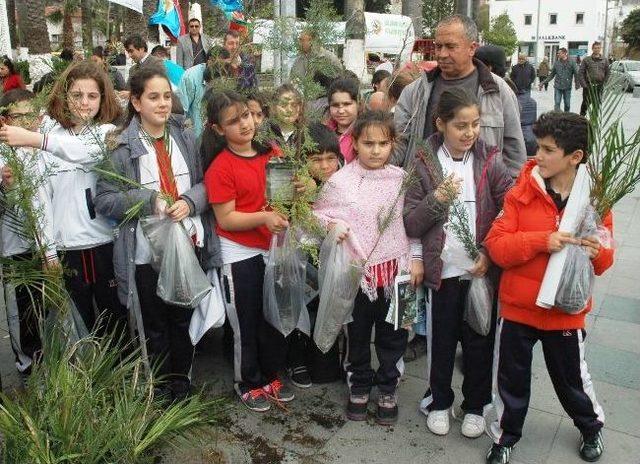 Bodrum da Fidan Kuyruğu 1