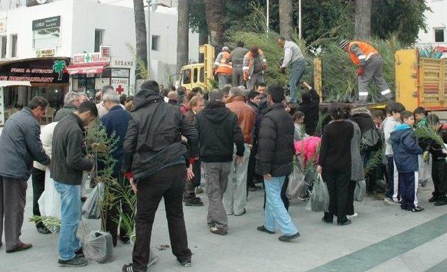 Bodrum da Fidan Kuyruğu 2