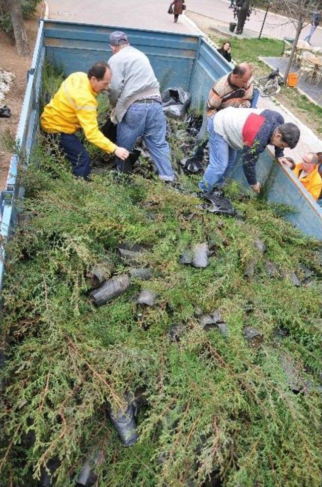 3 Bin 500 Adet Fidan Dağıtıldı 2